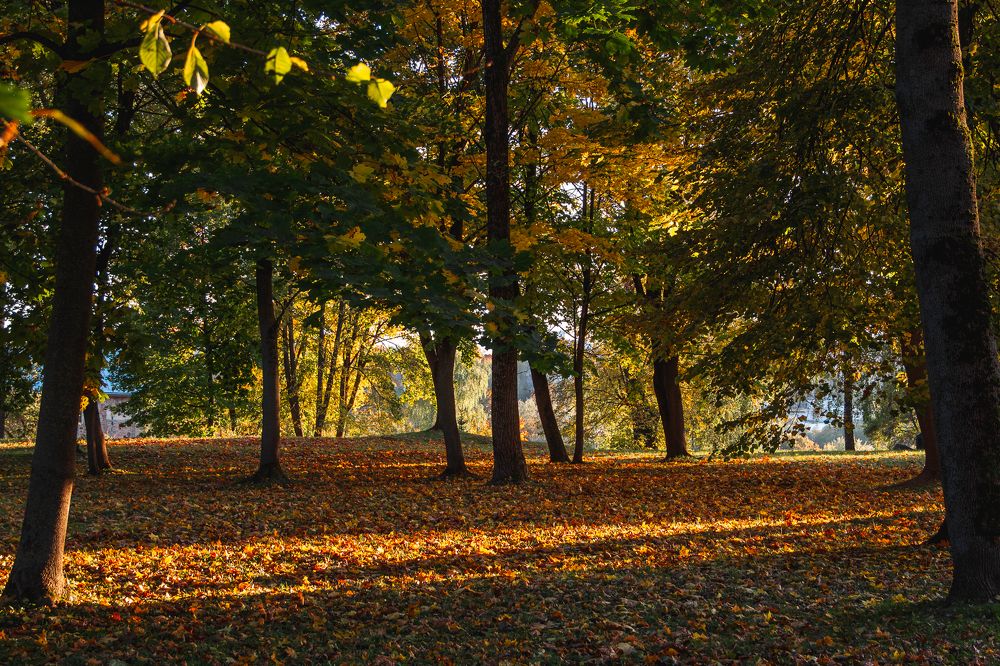 Фотография автора Ирина Яздан Мехр