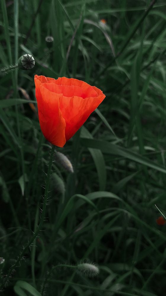 Фотография автора Ирина Яздан Мехр