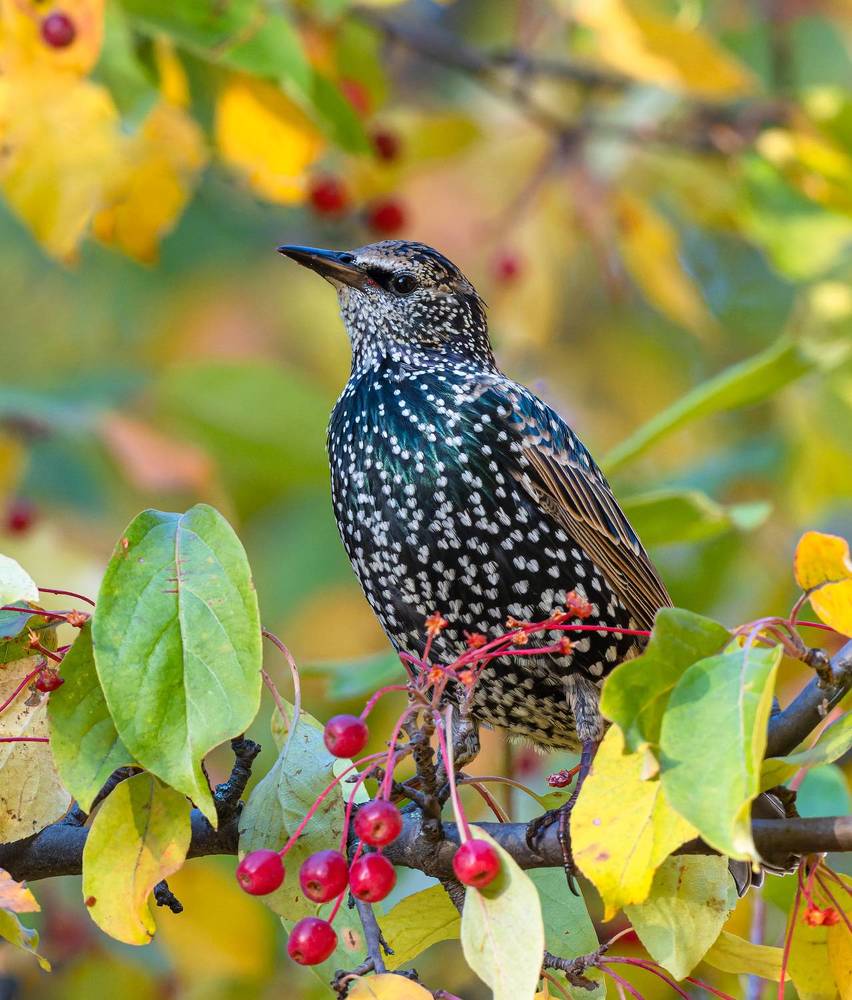 орденоносец