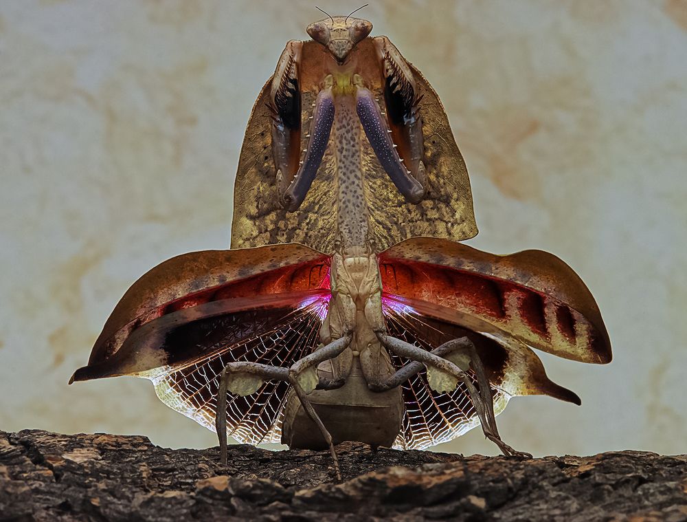 Dead Leaf Mantis - Deroplatys Truncata