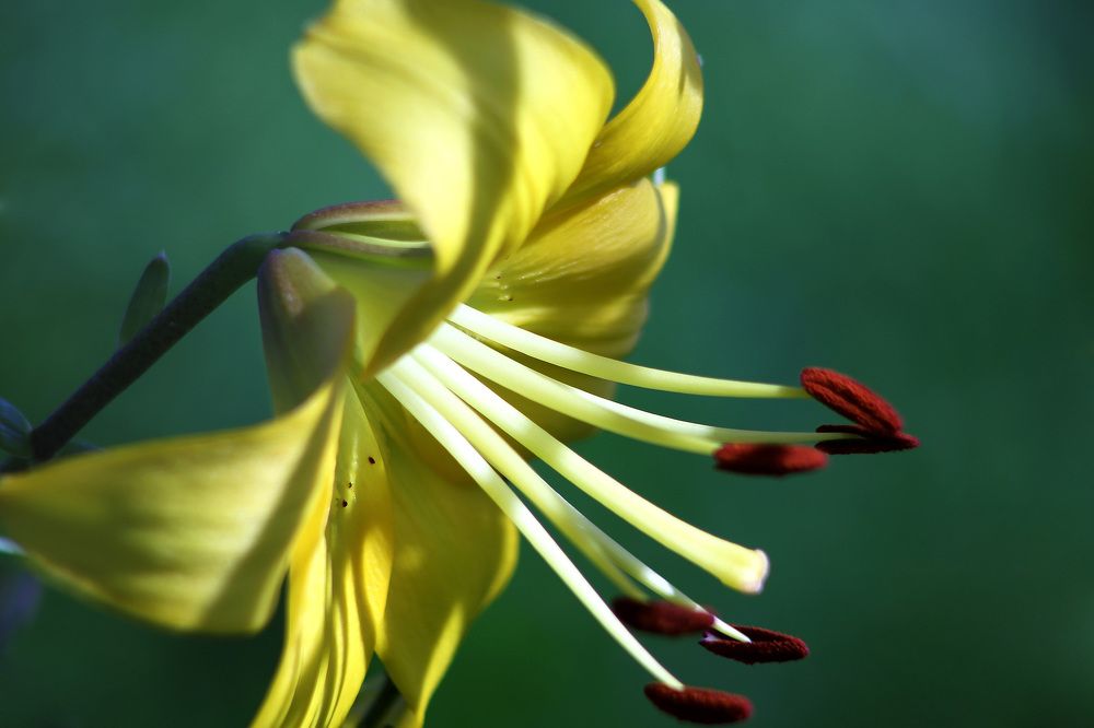 Photograph by Claudio Bonaccorsi