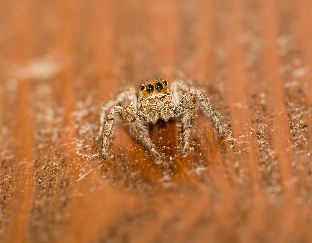 Photograph by Mutasim AL-Bulushi