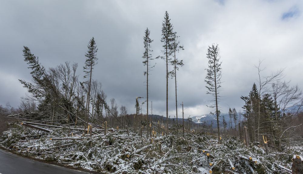 Фотография автора COMSA BOGDAN