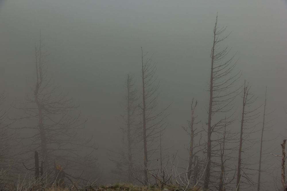 Фотография автора COMSA BOGDAN