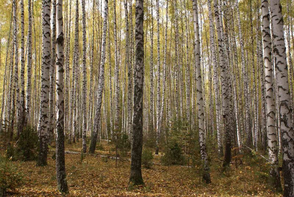 Photograph by Игорь Пшеничников