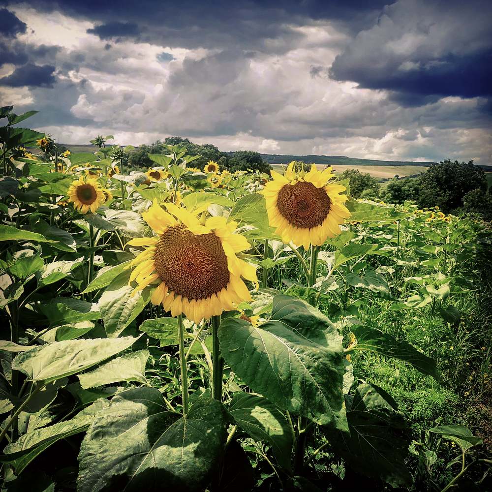 Photograph by Nikolett Mengyi