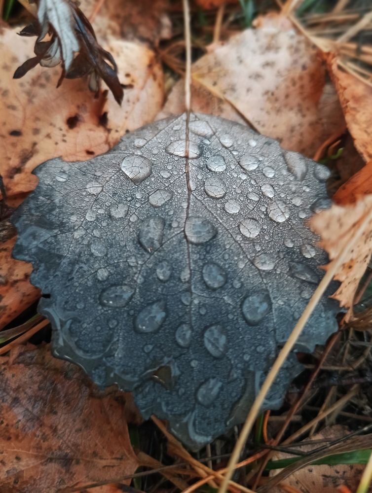 Photograph by Надежда Тарасенко