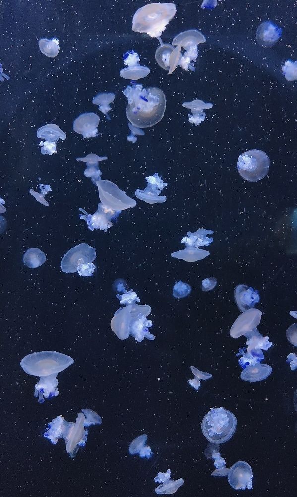 Photograph by Анастасия Сапронова