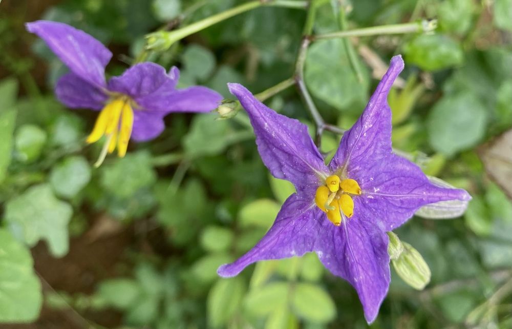 Photograph by Prabhu Viswanathan