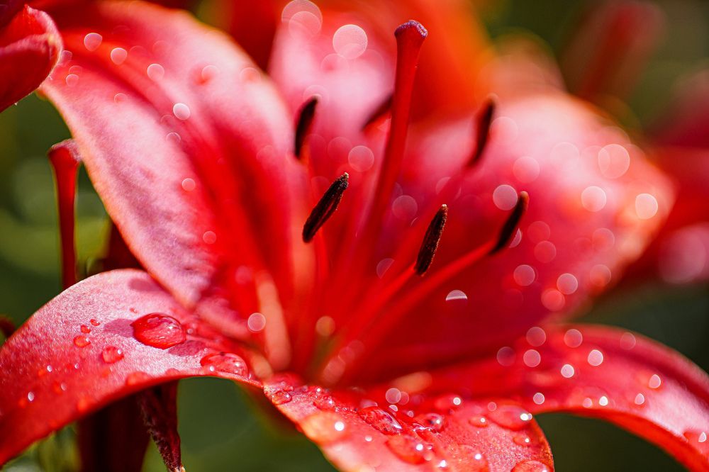 Photograph by Александр Казак