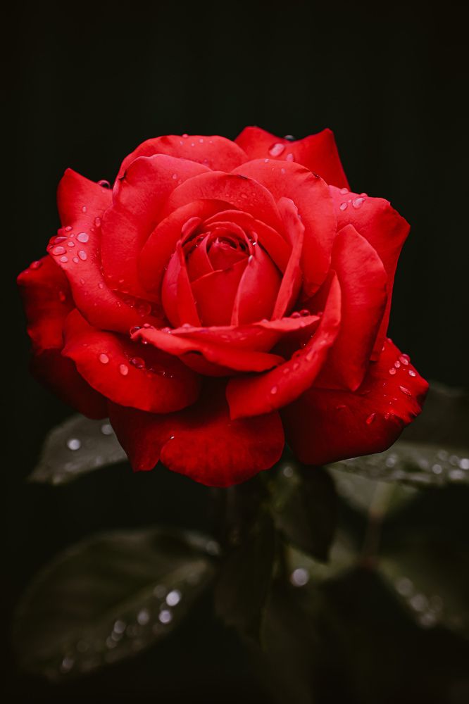 Photograph by Александр Казак