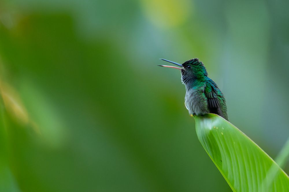 Hummingbird