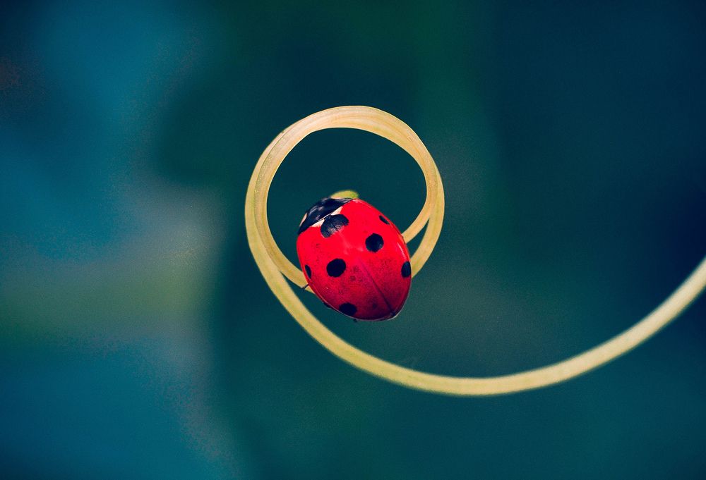 Photograph by Олеся zme