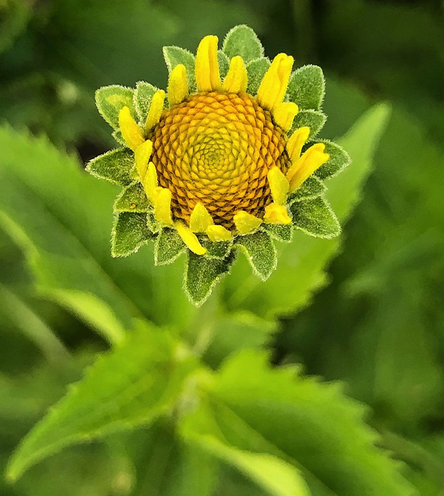 Photograph by Halina Mitsevich