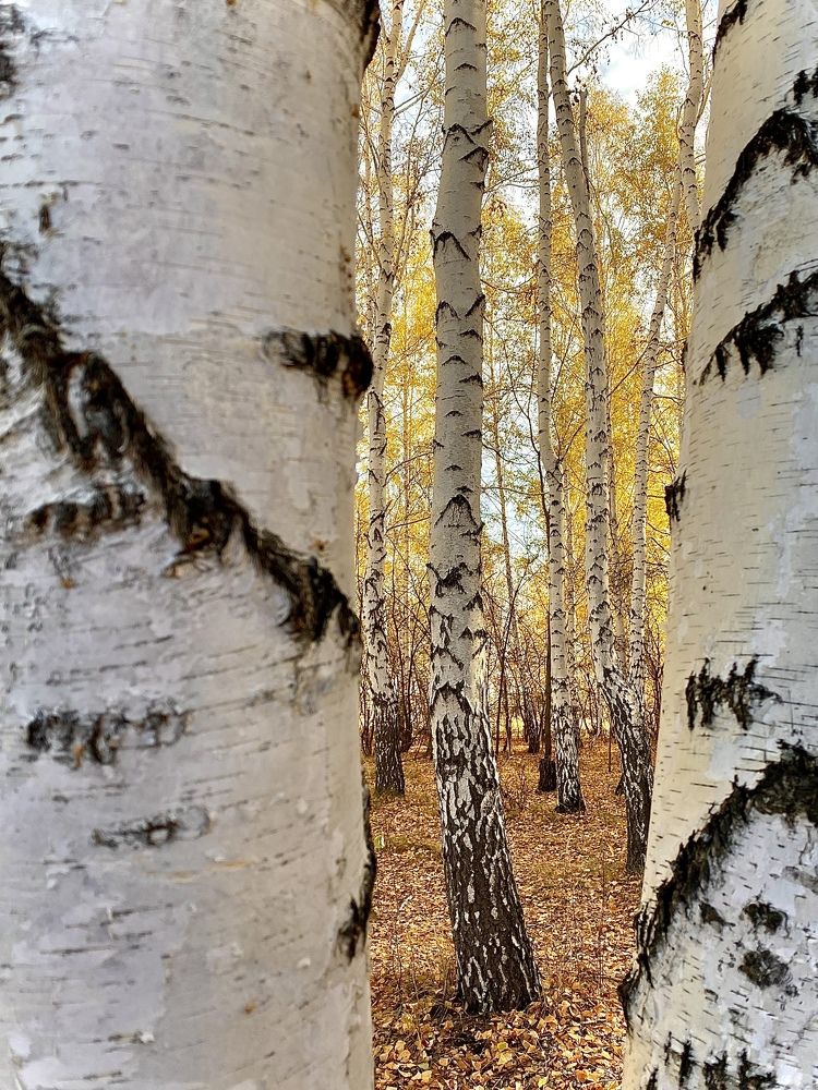 Photograph by Валентина Супчинская