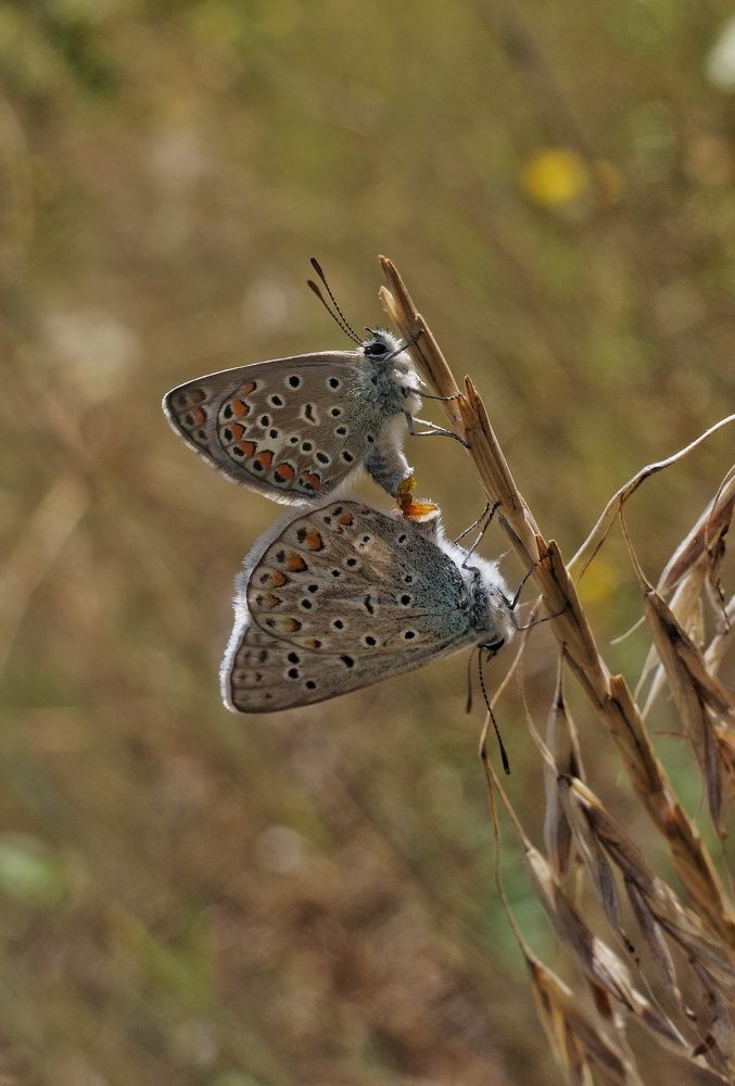 Photograph by Алла Никушкина
