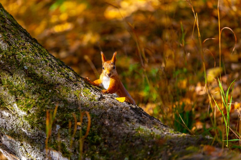Фотография автора Алексей Новиков