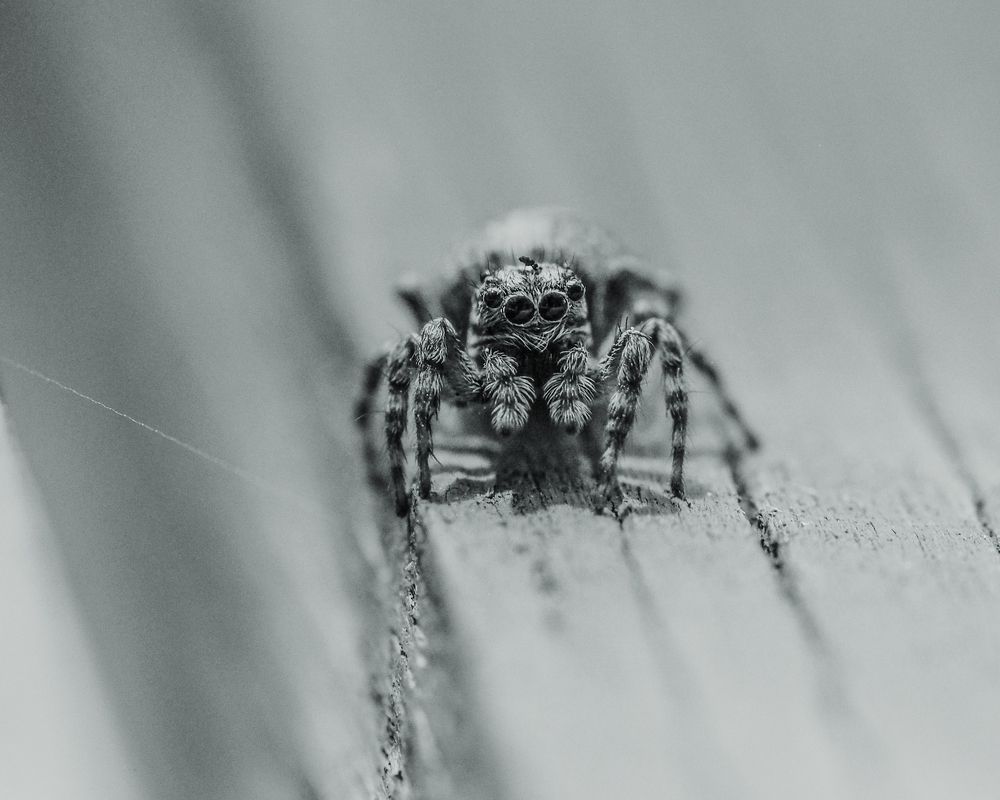 Photograph by Лейла Прощина