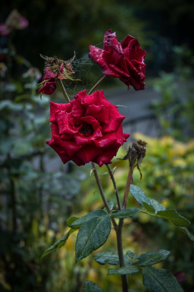 Фотография автора Татьяна Хуссейн