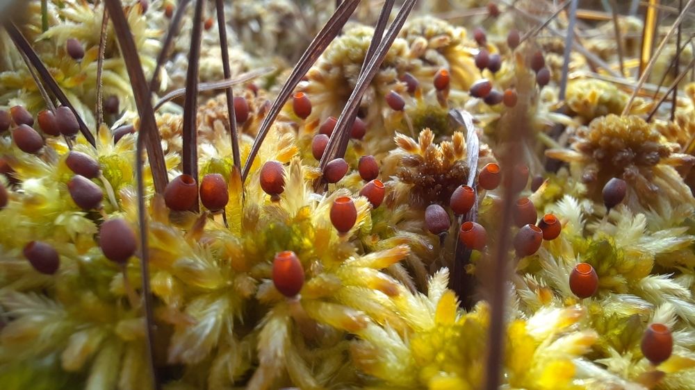 Photograph by Земфира