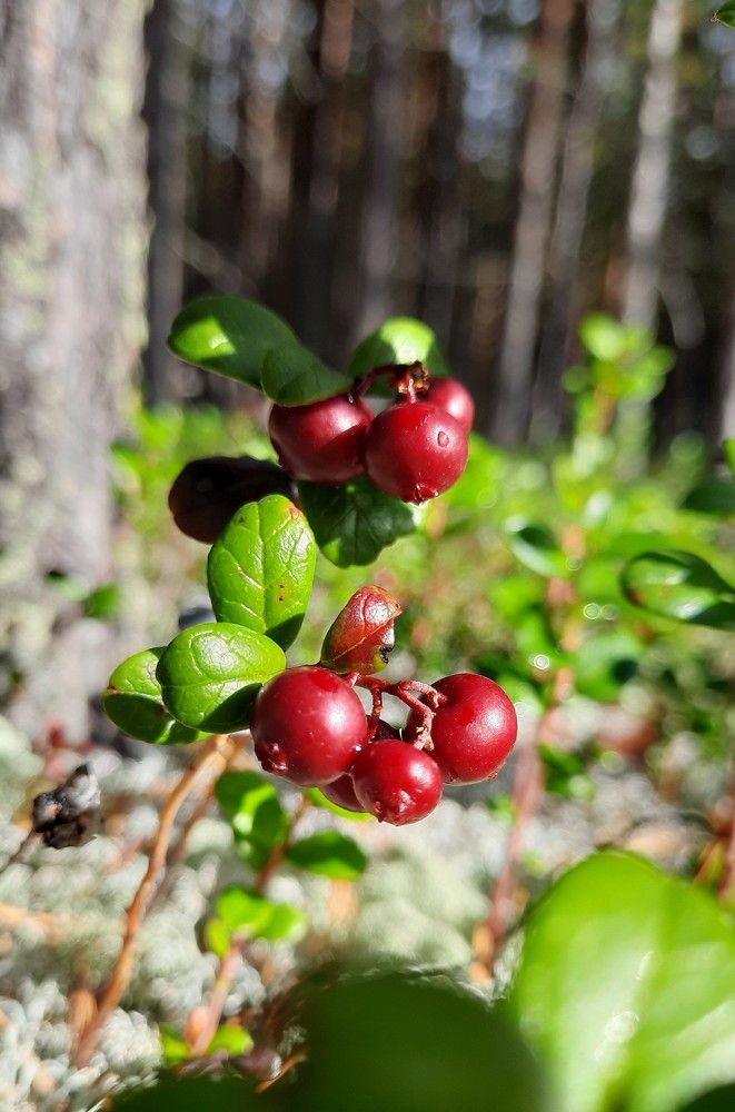 Photograph by Земфира