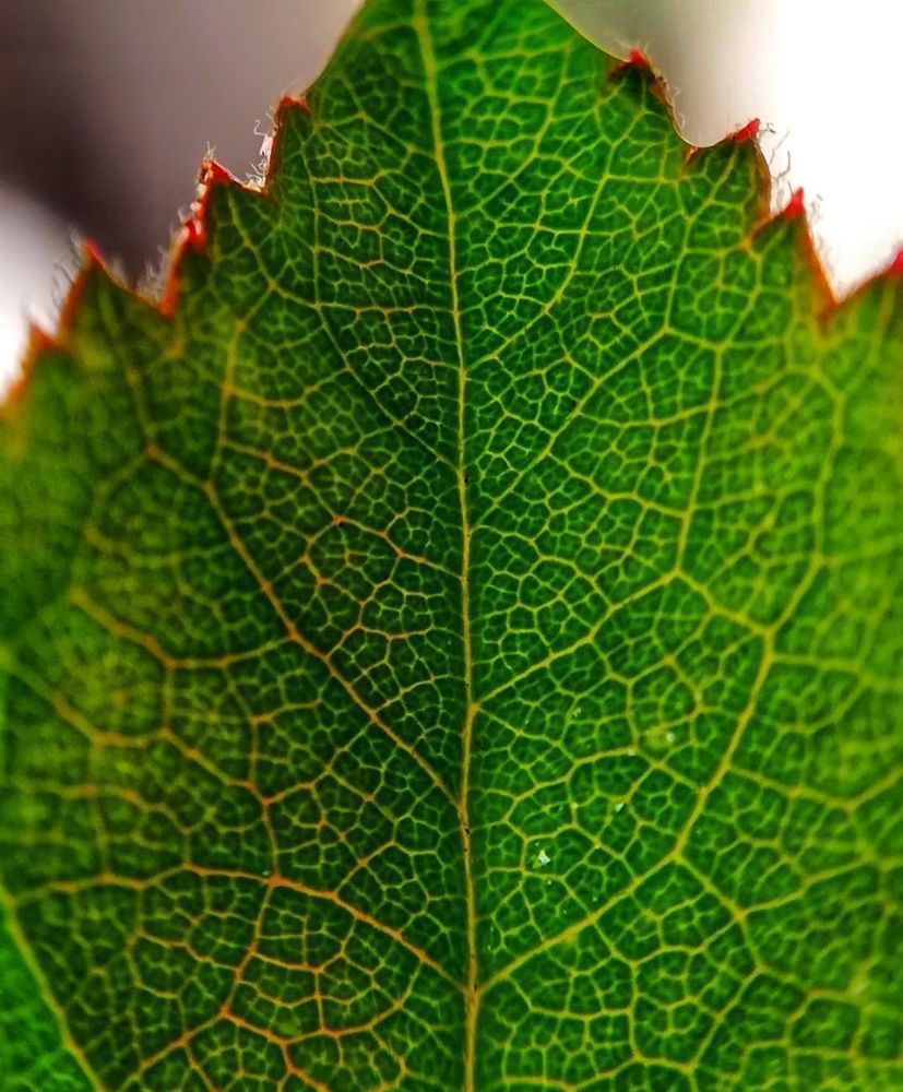 Photograph by Genesis Vivas