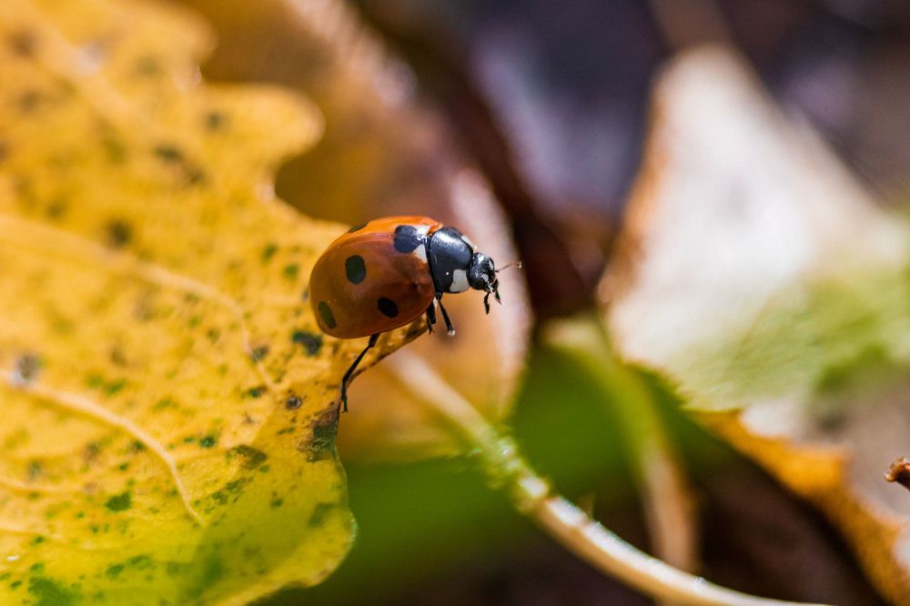 Photograph by Алексей Чеботарев