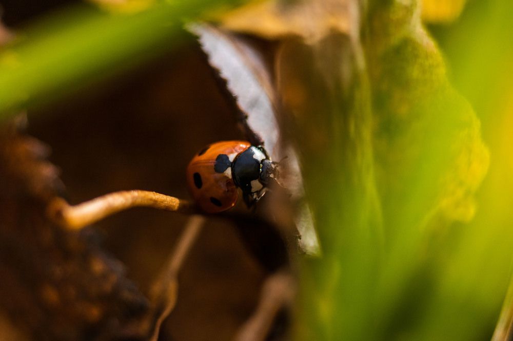 Photograph by Алексей Чеботарев