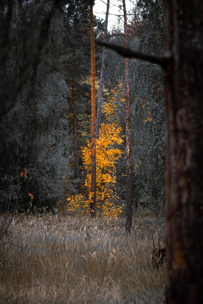 Фотография автора Миша Тараниченко