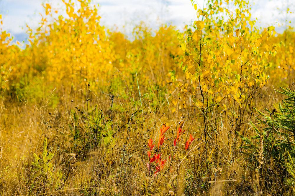Photograph by Алексей Чеботарев