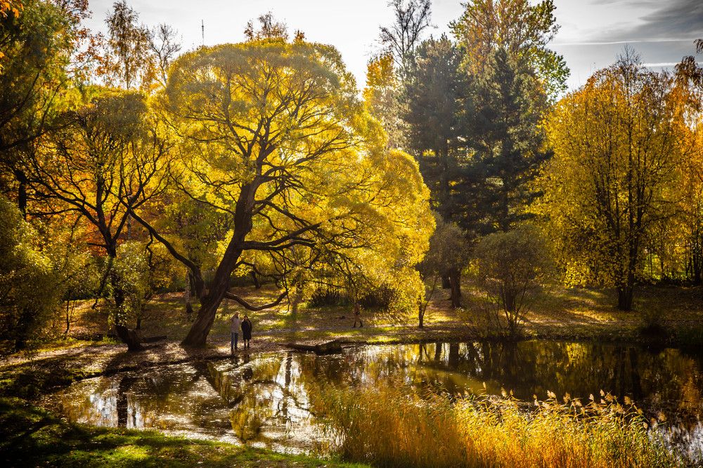 Золото Лесотехнической академии в Питере