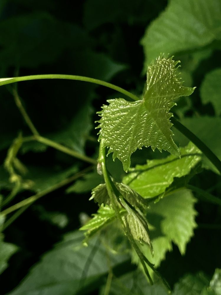 Photograph by Светлана Станевич