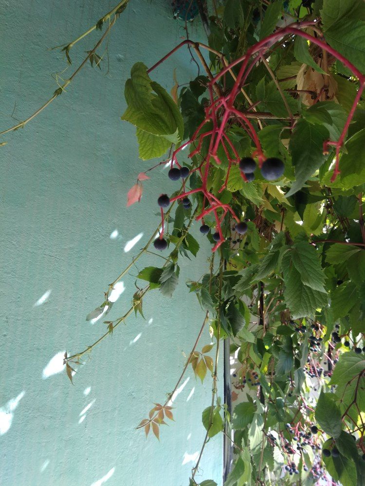 Photograph by Татьяна Ситникова