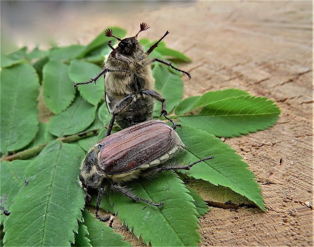 Photograph by НАТАЛЬЯ РОДИНА