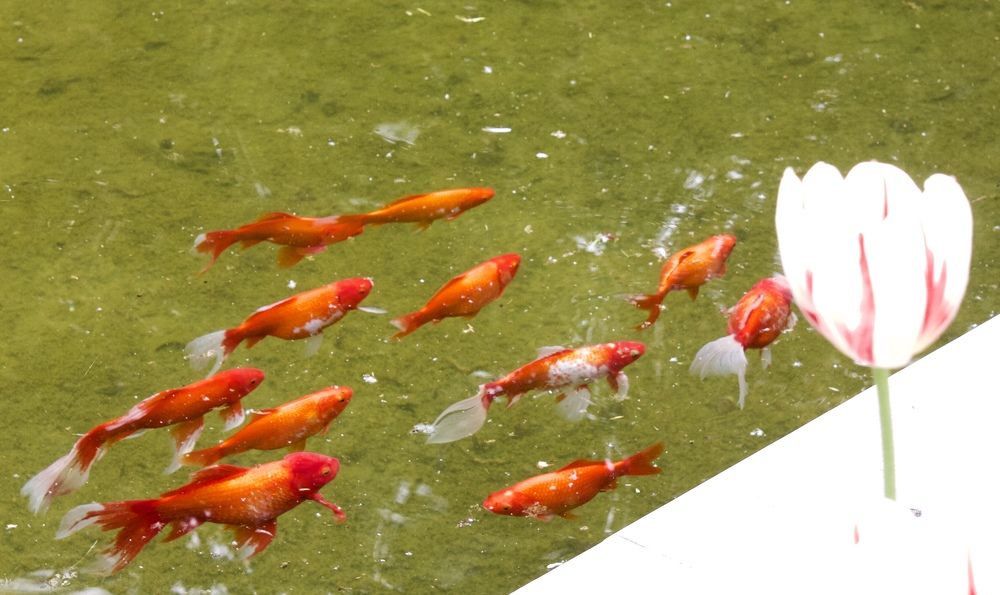 Photograph by Натали ДанКо