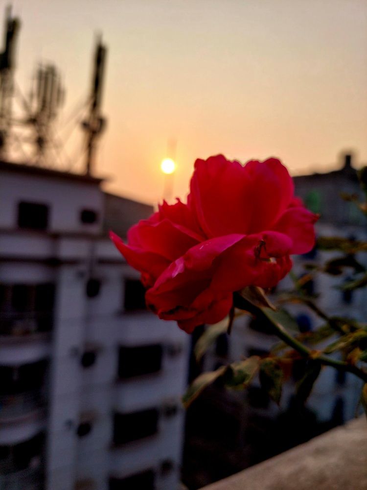 Photograph by Mostafa Shahriar