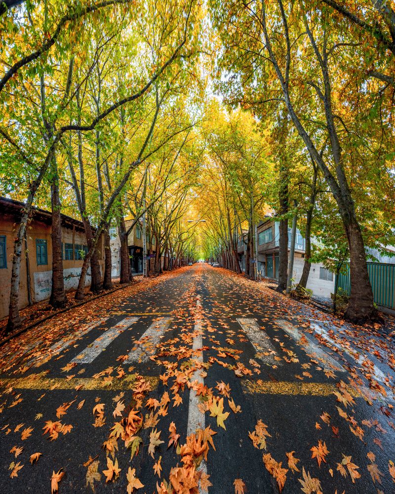 Фотография автора majid arab