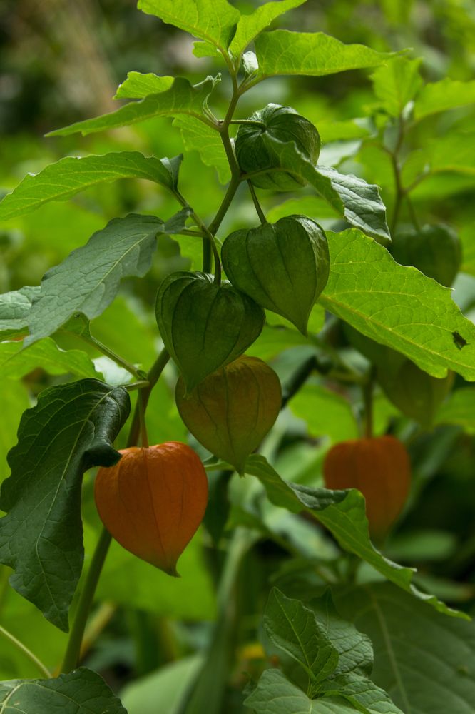 Созревание