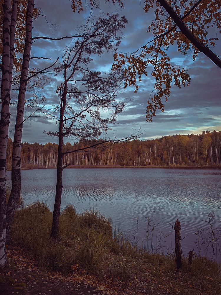 Осенний лес у берега озера