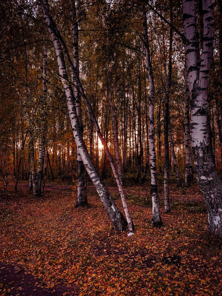 Березовая роща осенью