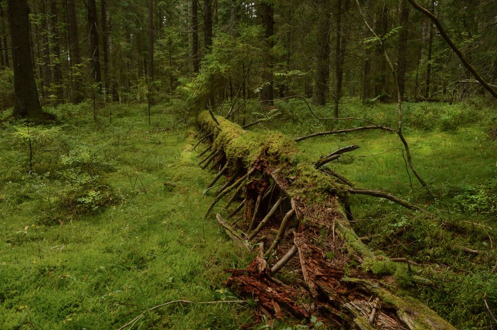 Photograph by Екатерина Казарцева