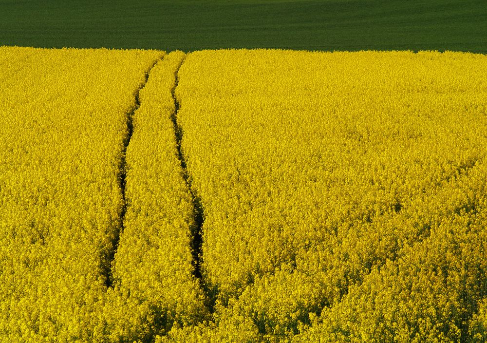 green and yellow-field in SlavoniaCroatia