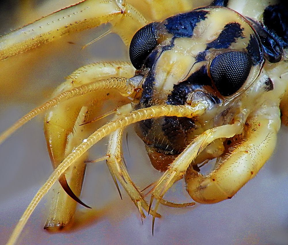 Photograph by Adeilson Melo