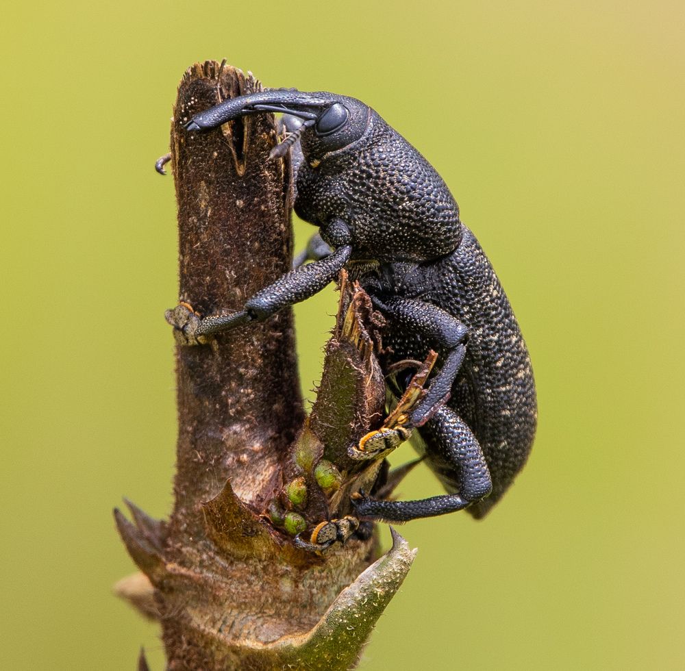 Photograph by Thiago Zanetti