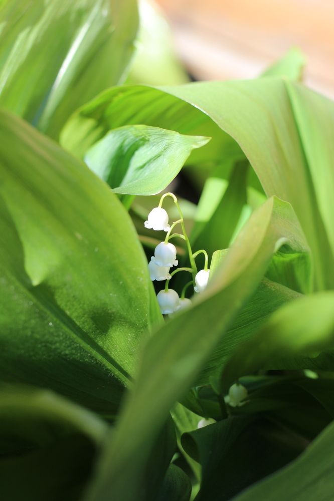 Photograph by Наталия