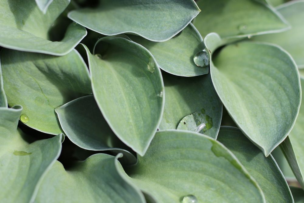 Photograph by Наталия