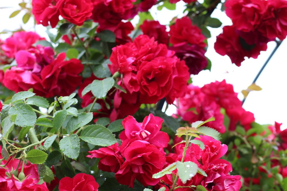 Photograph by Наталия