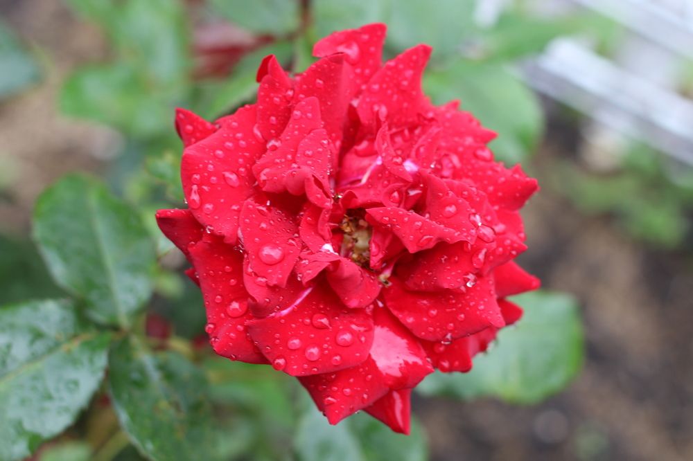 Photograph by Наталия