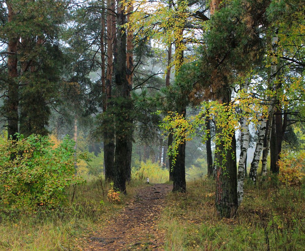 В осеннем лесу