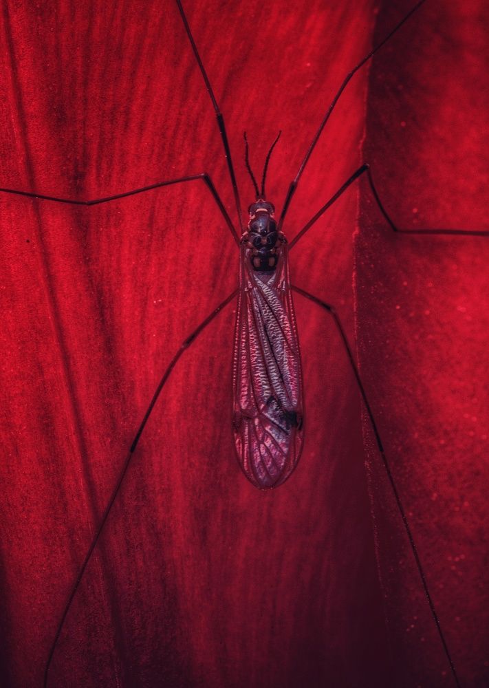 Фотография автора Макс Светличный